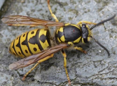 Vespula germanica